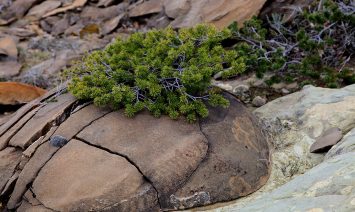 Kurs_Rosans_Bild_06